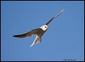 _2SB0397 white-tailed kite
